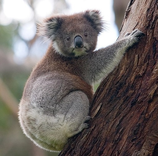 Koala - Phascolartus cinereus