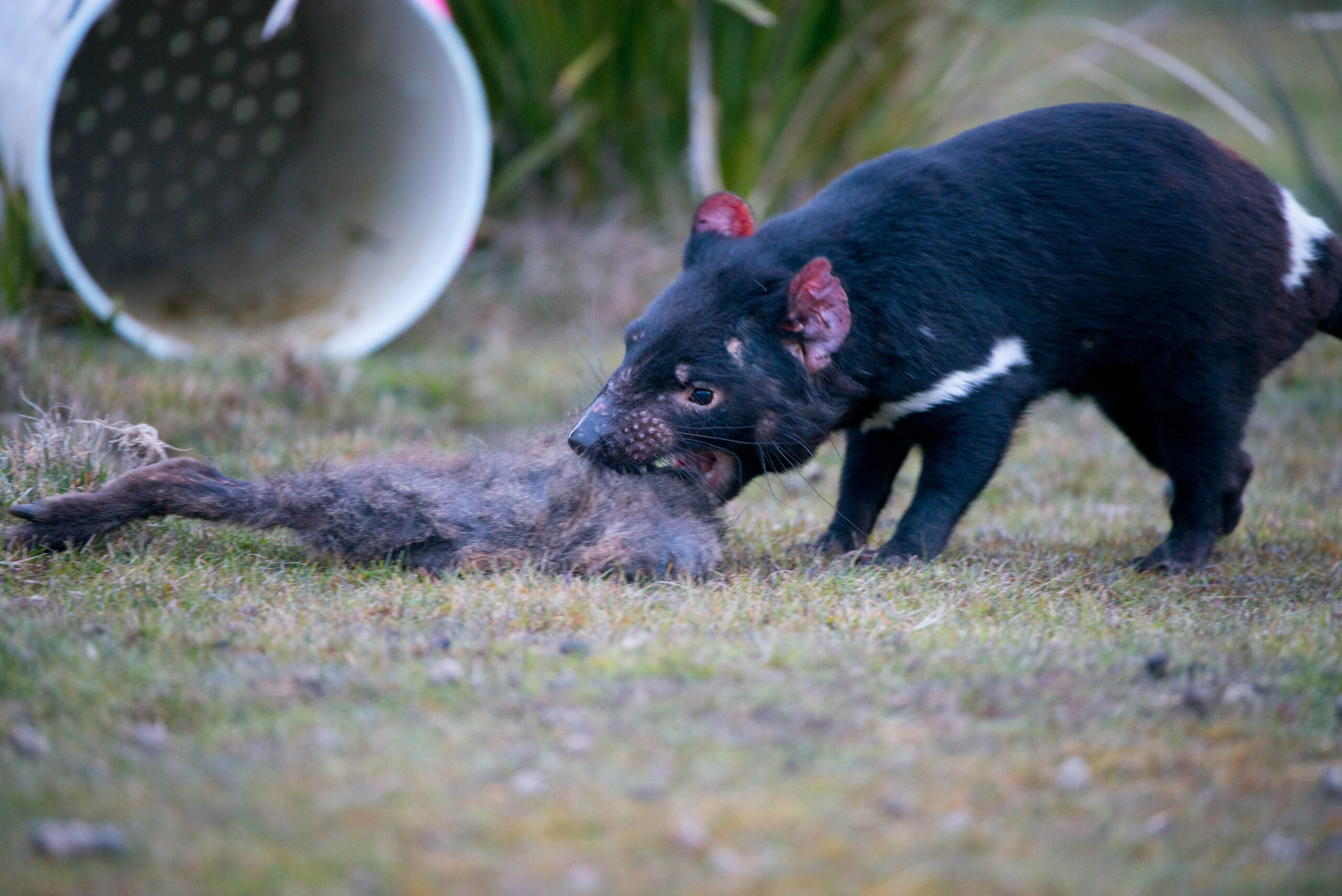 Tasmanian Devil
