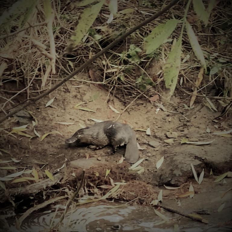 Should I be afraid of the humble platypus?