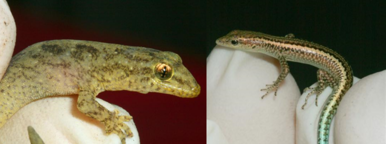 Why I flew halfway around the world to study two small lizards at the University of Sydney