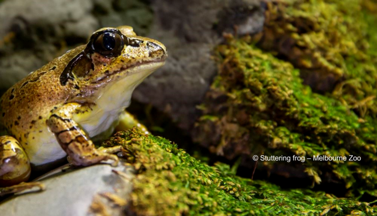 The Secret Superpower of Frogs