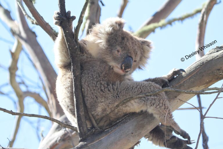 How to catch a koala