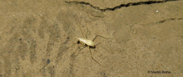 Diversity in the Dark: the hidden wonders of subterranean life