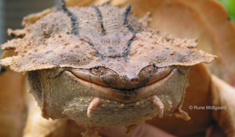 What my PhD has taught me: Turtles are awesome