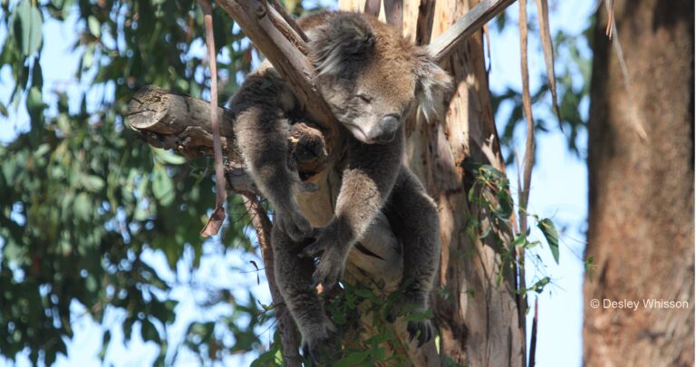 Koalas and Chlamydia: How can genomics help?