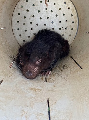 Tasmanian devil inside trap