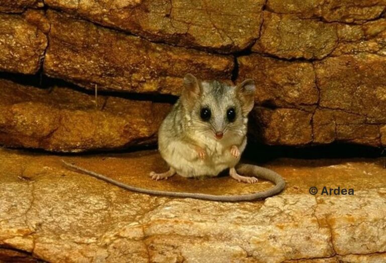 Australia’s best kept secret: the dunnart